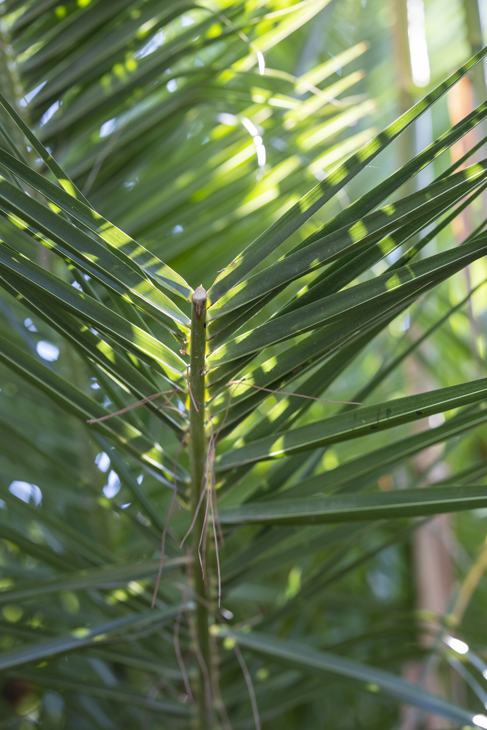 Canon RF 85mm F1.2L USM sample photo. The leaves are, leaves photography