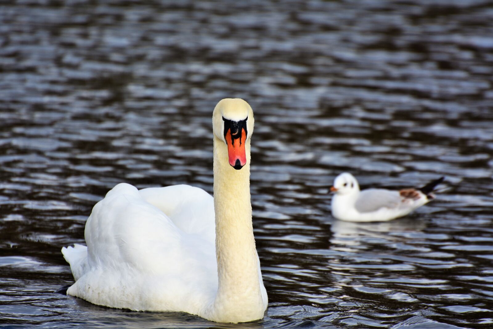 Nikon D7200 sample photo. Swan, water bird, schwimmvogel photography