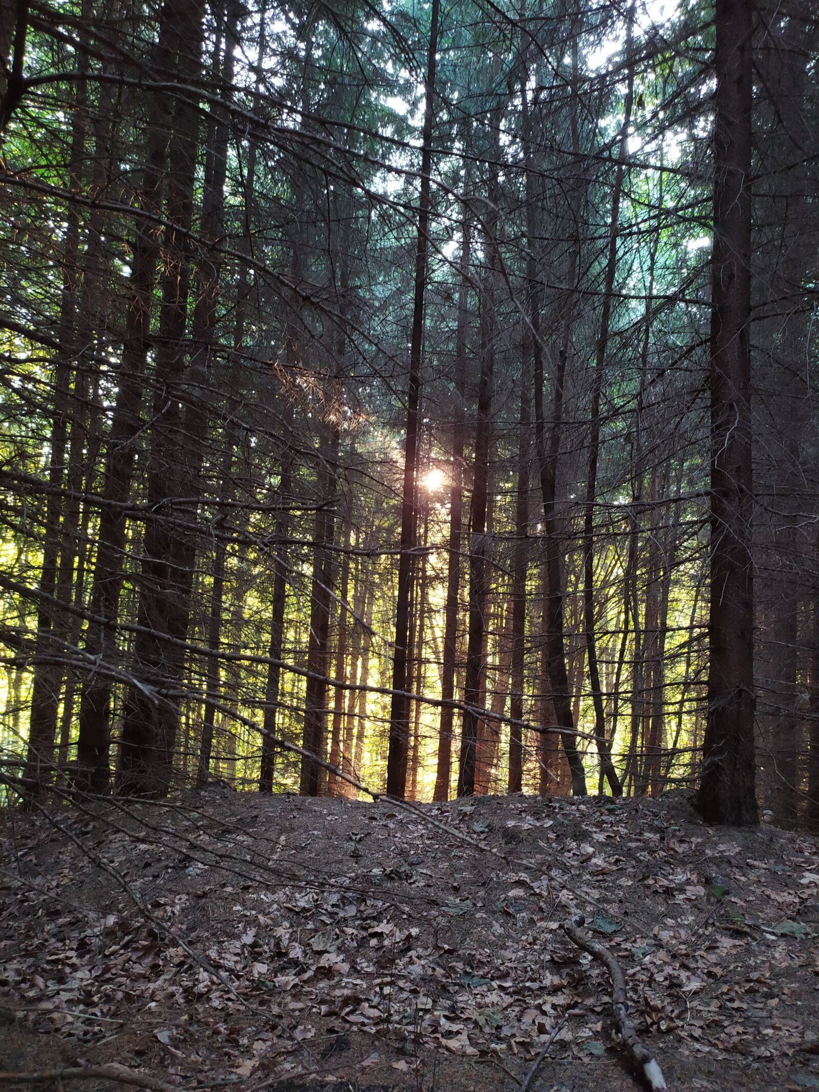 Xiaomi Redmi Note 7 sample photo. Pine forest, sunset, forest photography