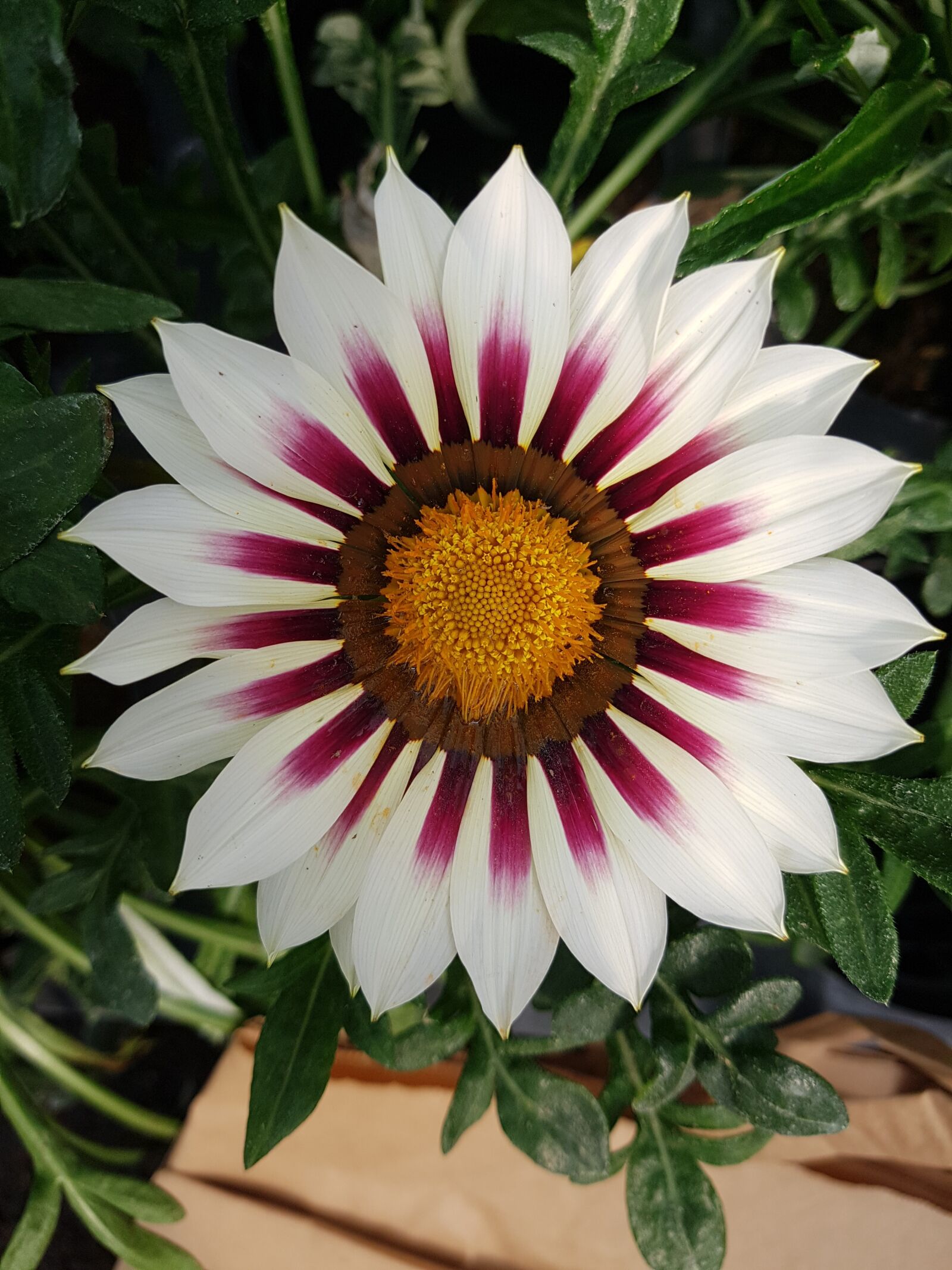 Samsung Galaxy S7 sample photo. Flower, beautiful, nature photography