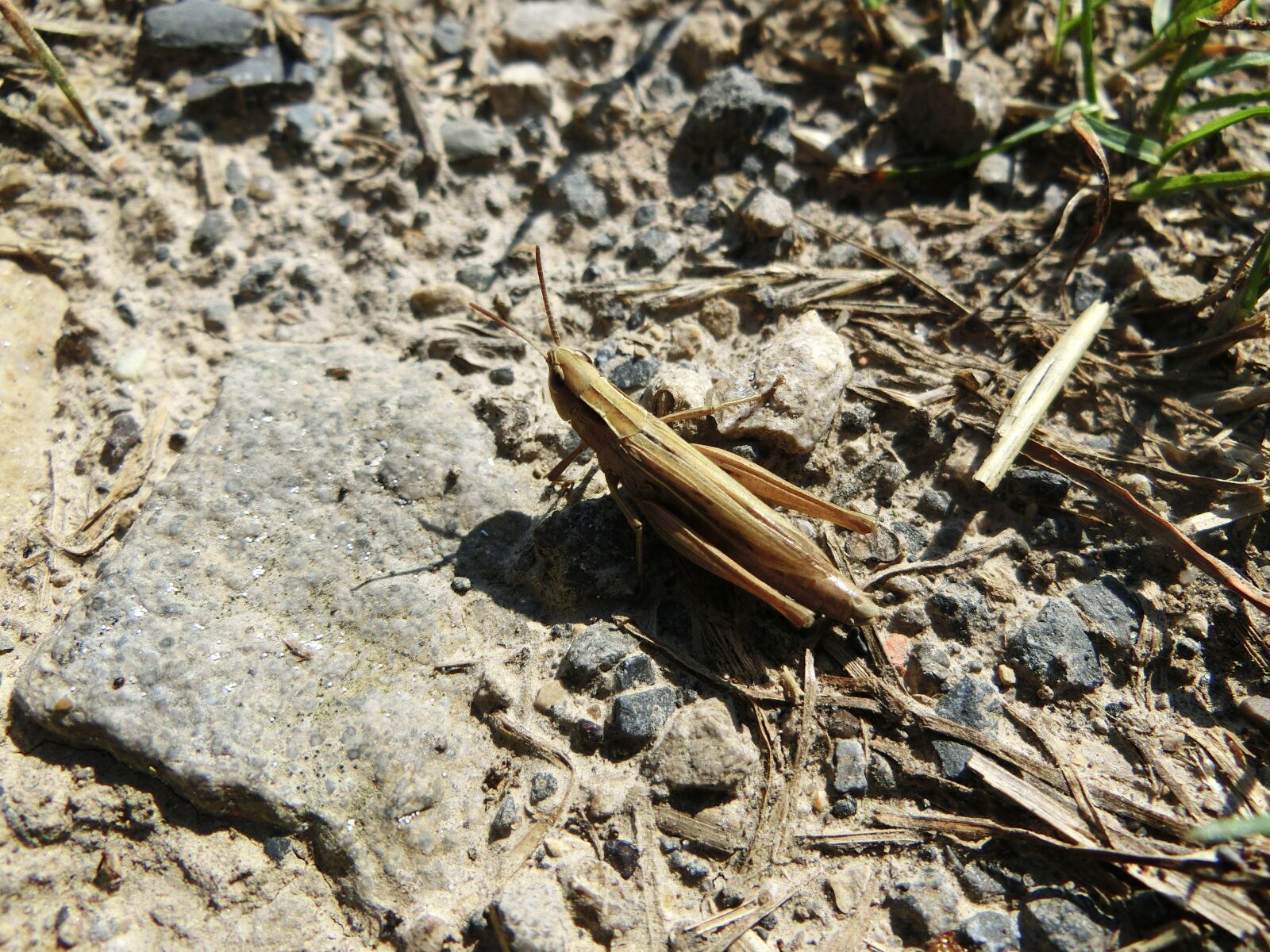 CASIO EX-ZR750 sample photo. Field grasshopper, ground, stone photography
