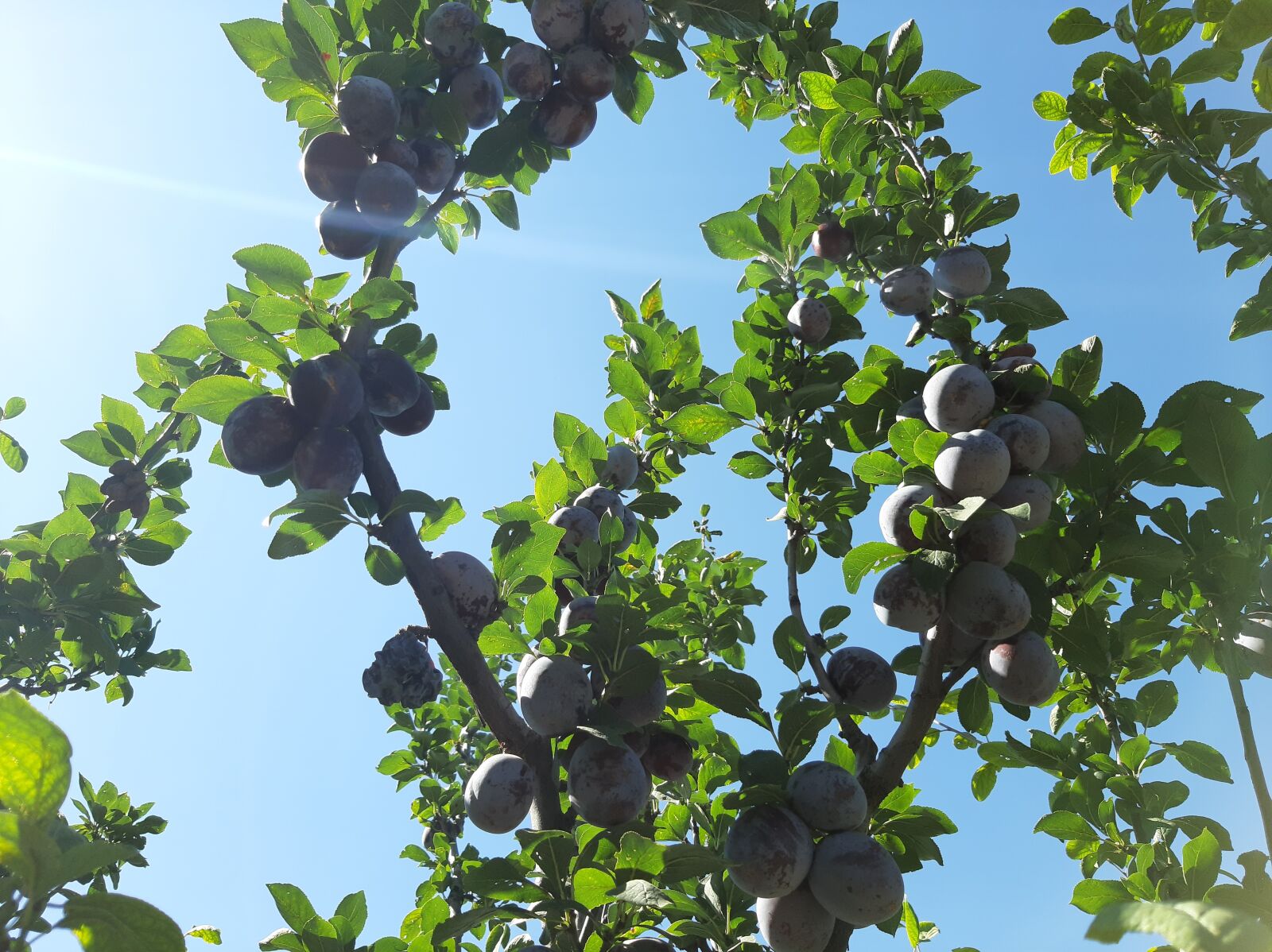 Samsung Galaxy A50 sample photo. Fruit, plum, sky photography