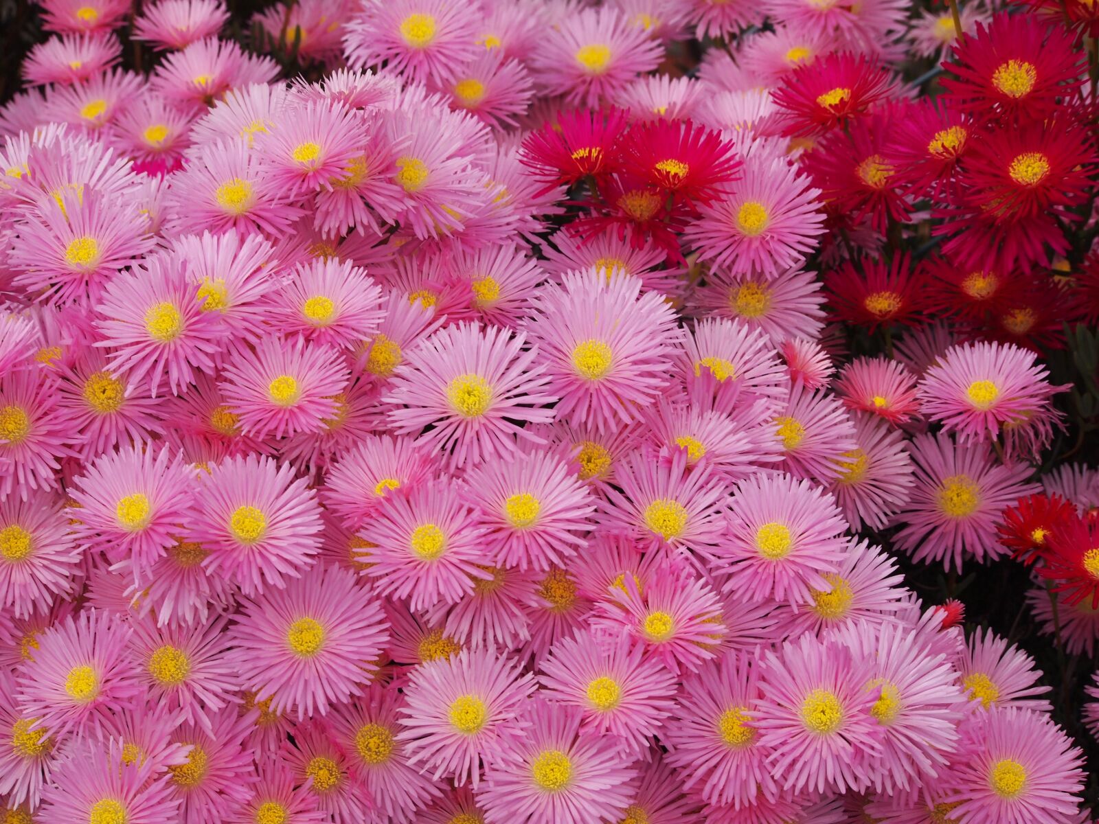 Olympus PEN E-PL1s sample photo. Matsubagiku, flowers, red photography