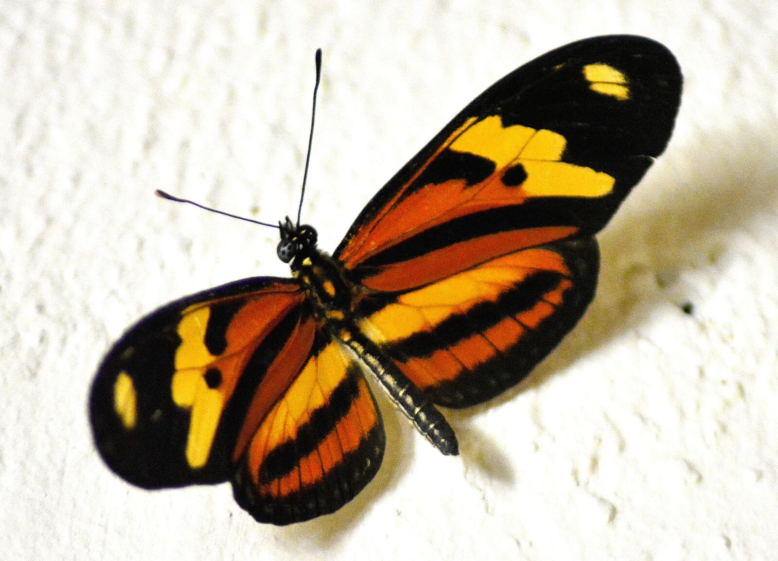 Nikon D5200 sample photo. Butterfly, guinea fowl, coloring photography