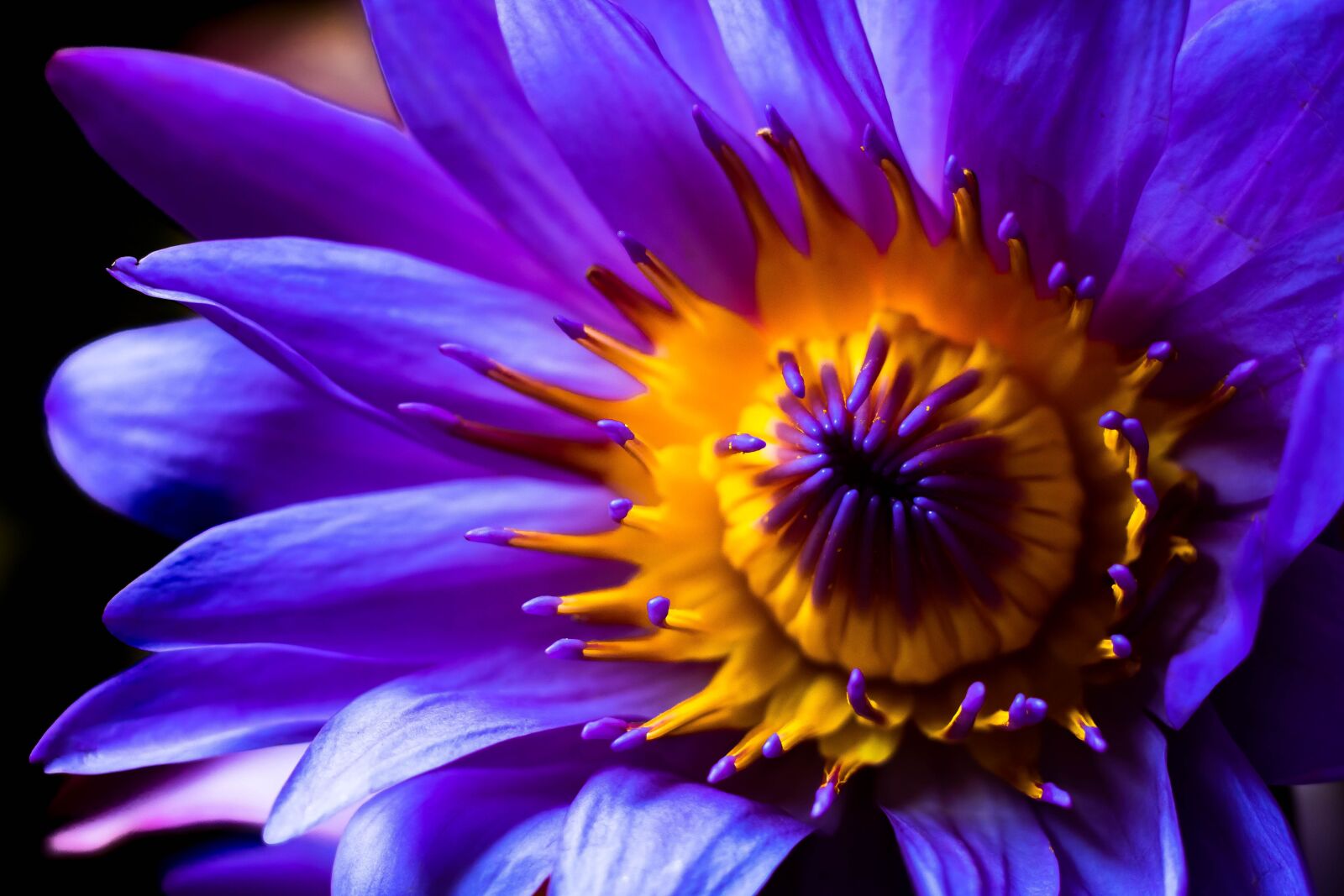Canon EF 50mm F1.8 STM sample photo. Purple lotus, lotus flower photography