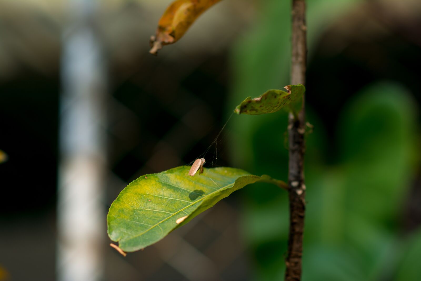 Nikon D5200 sample photo. Tree, green, nature photography