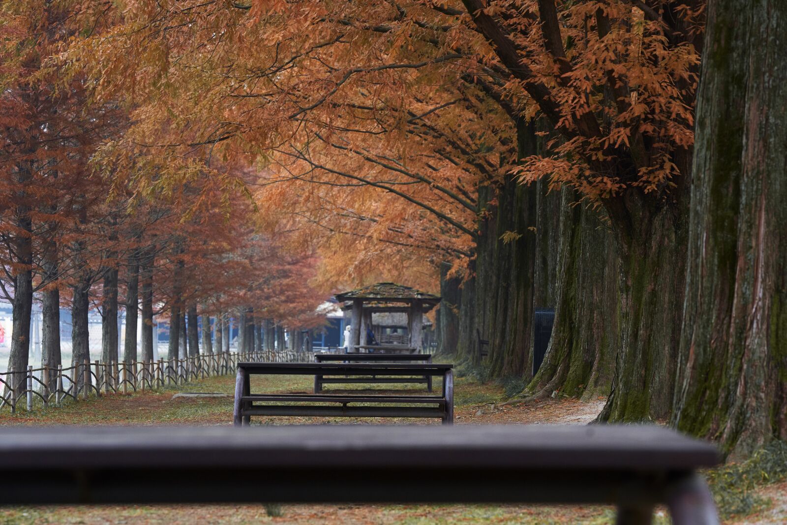 Sigma 70-200mm F2.8 EX DG OS HSM sample photo. Damyang metasequoia in korea photography