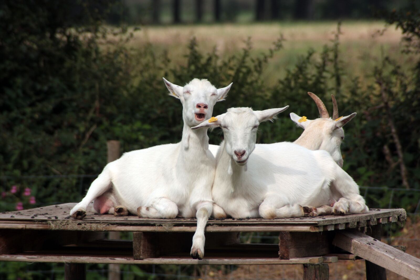 Canon EOS 450D (EOS Rebel XSi / EOS Kiss X2) sample photo. Crazy goats, goats, humor photography