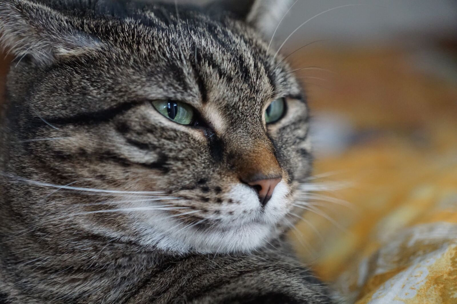 Sony ILCA-77M2 + Sony DT 16-50mm F2.8 SSM sample photo. Cat, animal, mammal photography