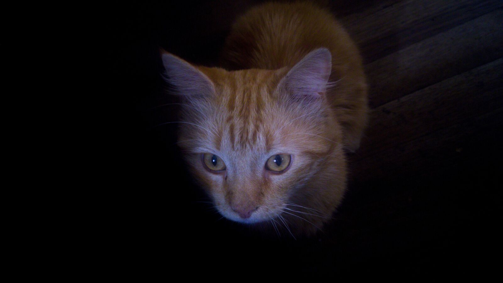 LG G4 sample photo. Cat in the dark photography