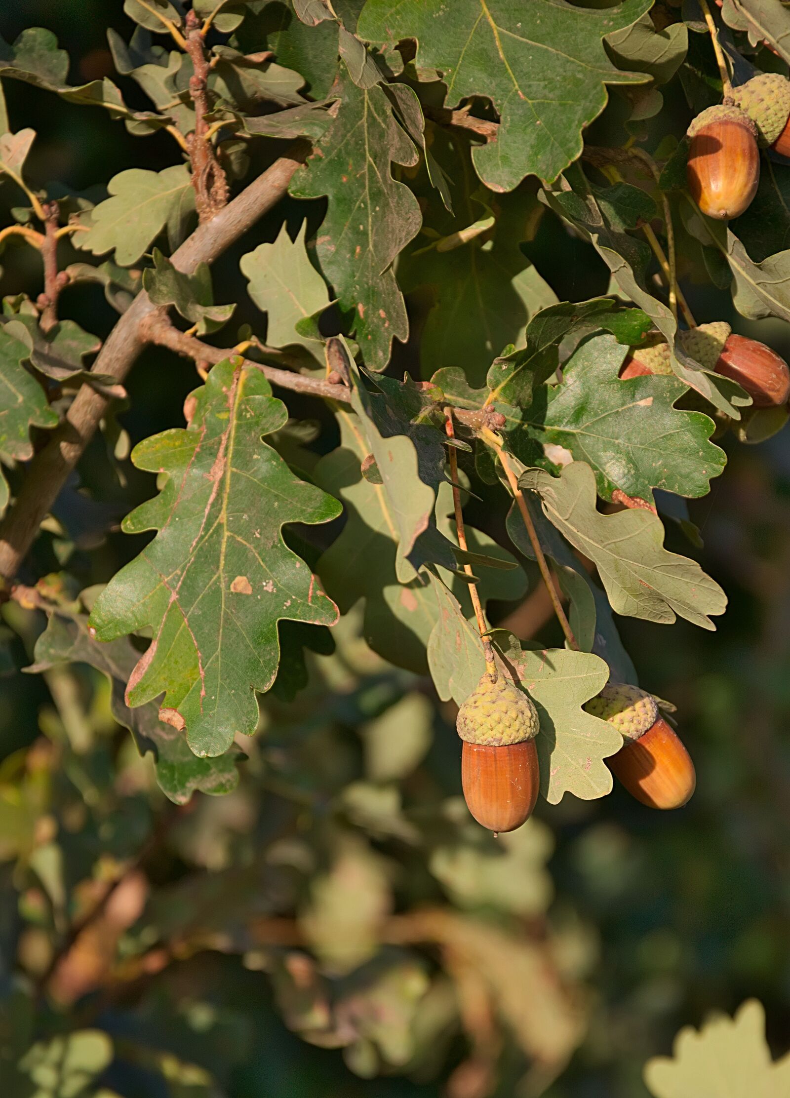 Nikon D3300 sample photo. Oak, acorn, autumn photography