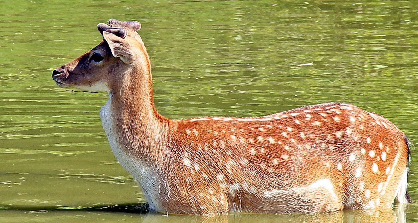 Canon EOS 550D (EOS Rebel T2i / EOS Kiss X4) sample photo. Wildlife, roe deer, grass photography