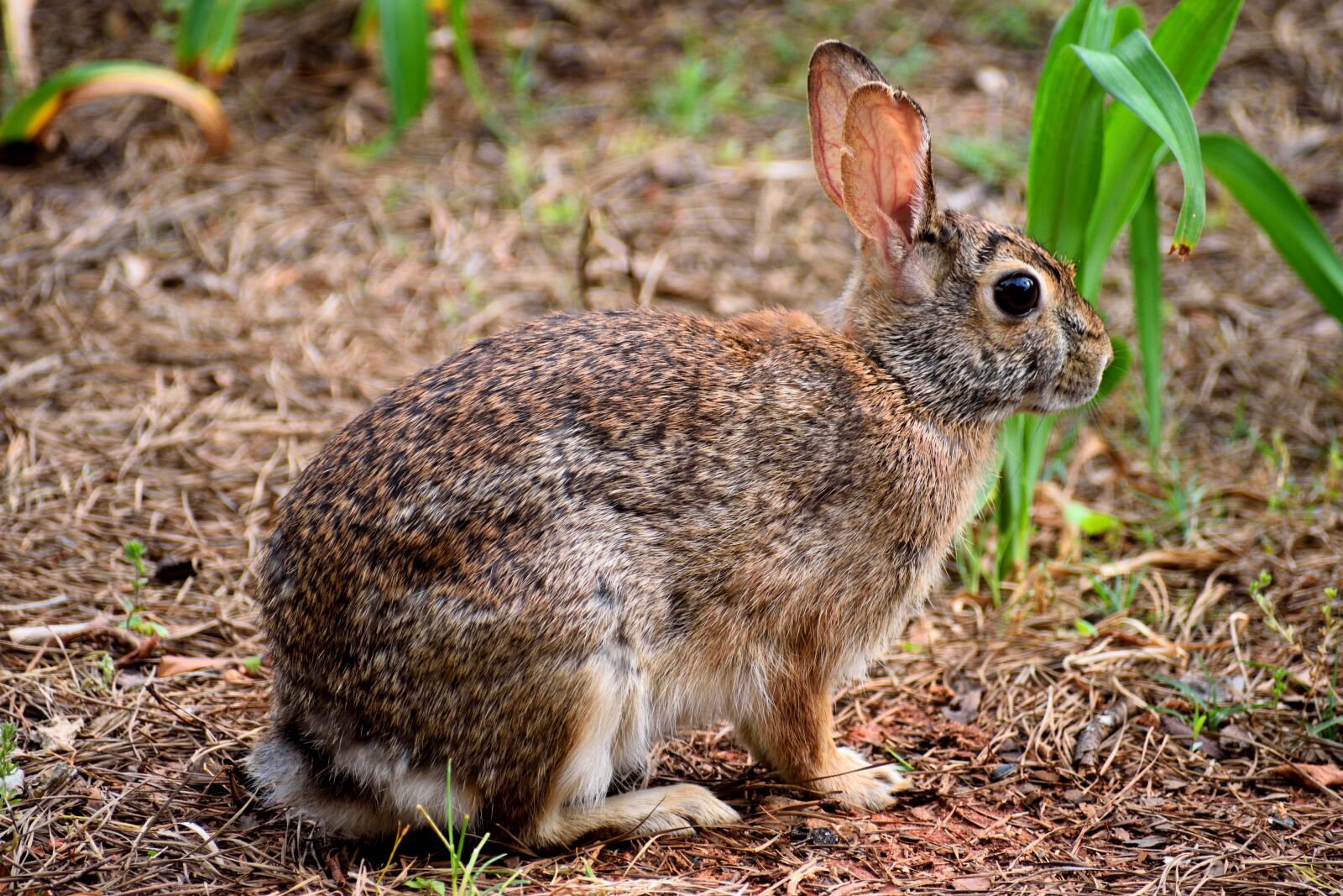 Nikon D3300 sample photo. Wild rabbit, wildlife, bunny photography