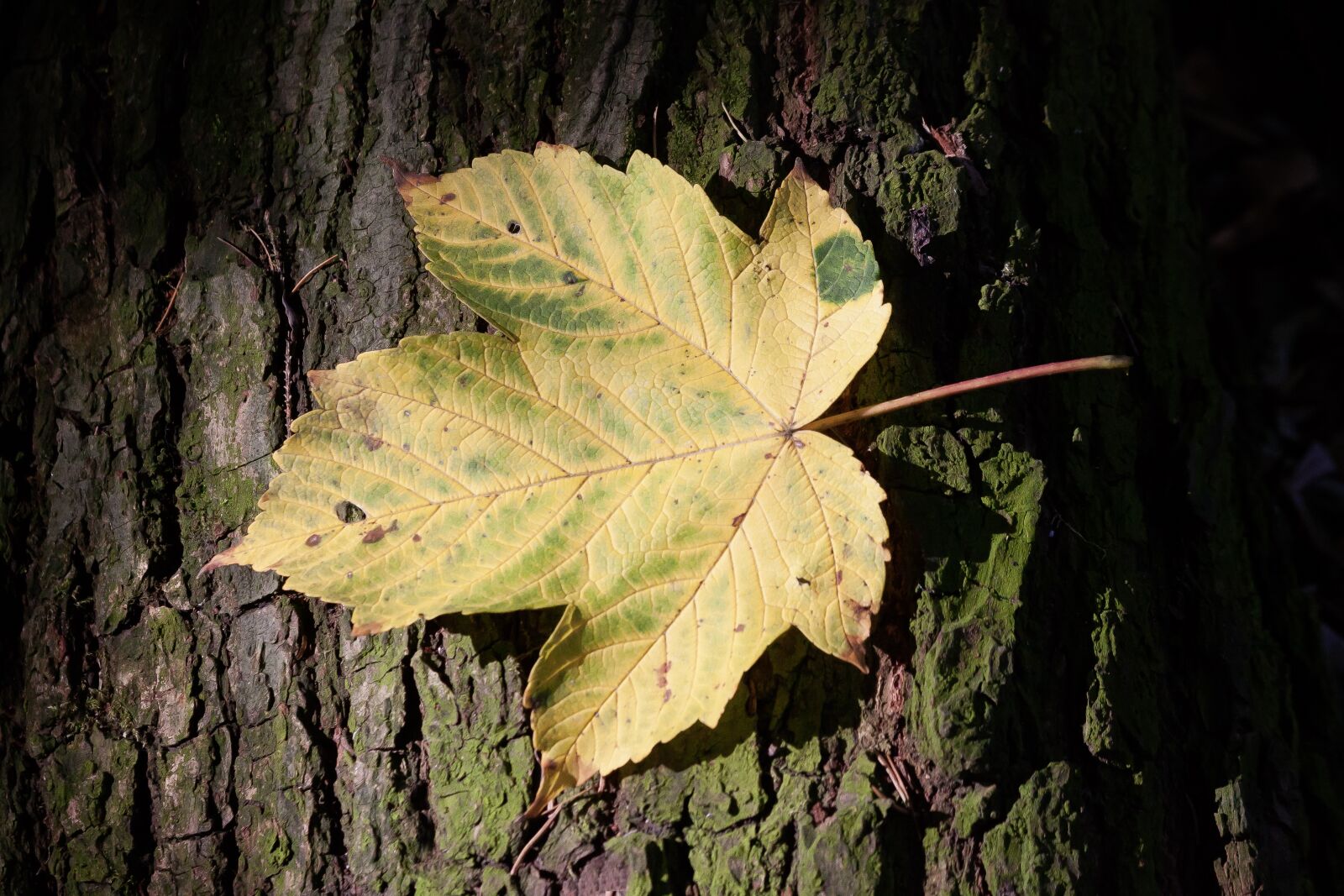 Canon EOS 50D sample photo. Autumn, leaf, maple photography