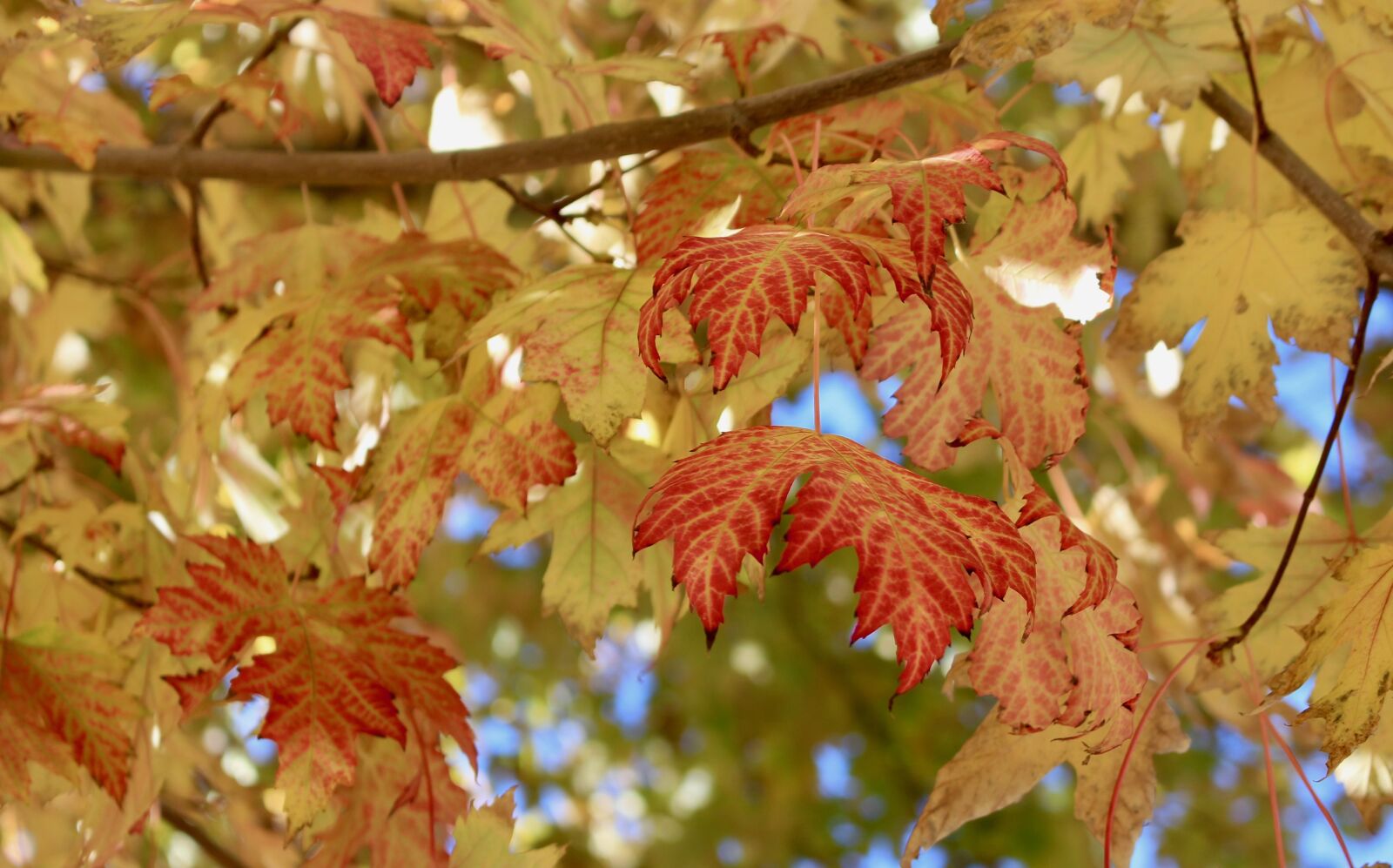Canon EOS 700D (EOS Rebel T5i / EOS Kiss X7i) sample photo. Autumn leaves, fall colors photography