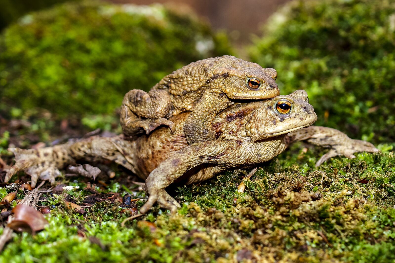 Olympus E-520 (EVOLT E-520) + OLYMPUS 35mm Lens sample photo. Common toad, toad, amphibians photography