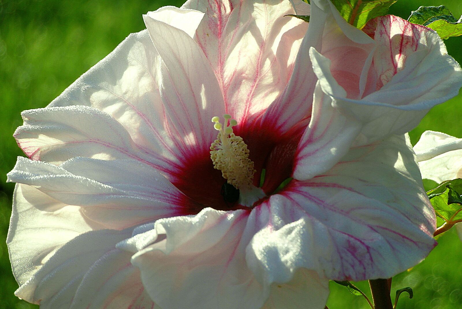 Samsung WB750 sample photo. Hibiscus, hibiscus syriacus, bird's photography
