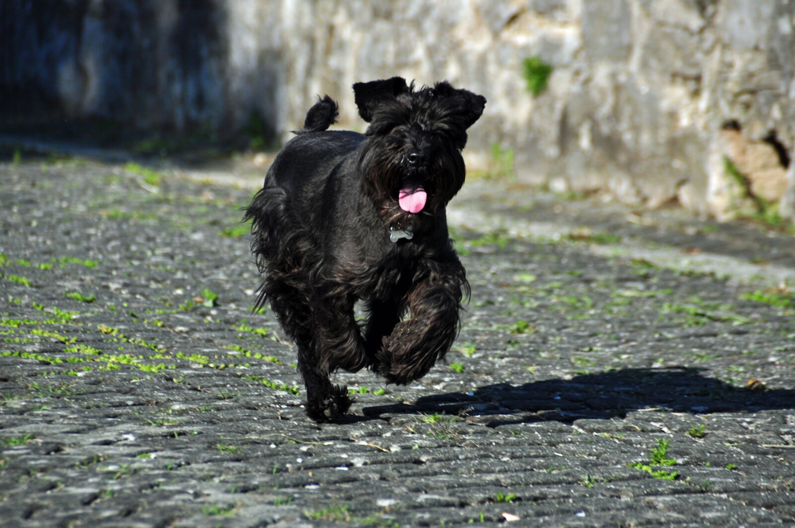 Nikon D90 sample photo. Dog, race, schnauzer photography