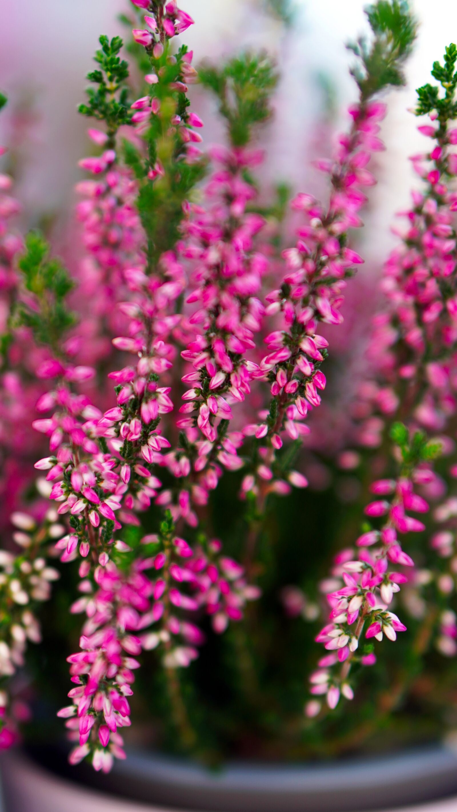 E 50mm F1.8 OSS sample photo. Flowers, heather flowers, bloom photography