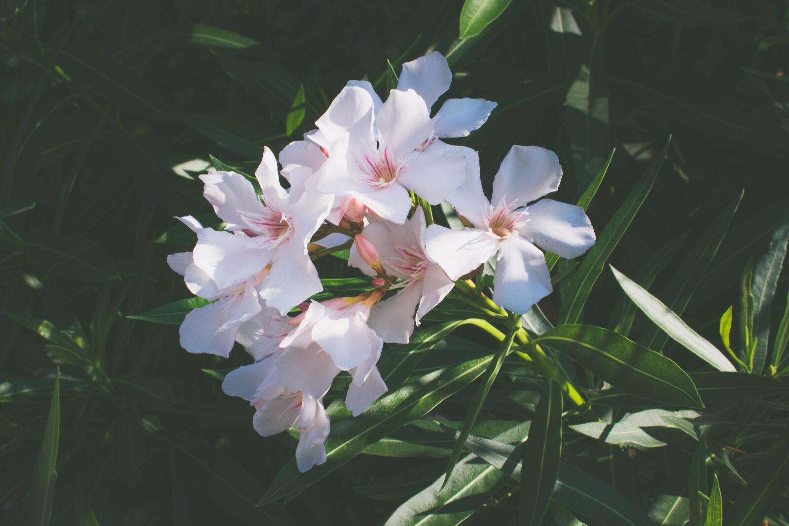 Nikon D3400 sample photo. Nature, flowers, bee photography