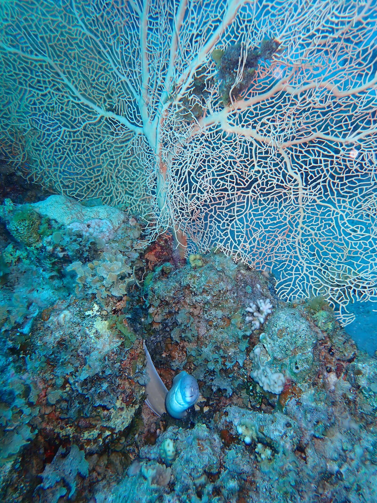 Olympus TG-5 sample photo. Diving, diver, underwater photography