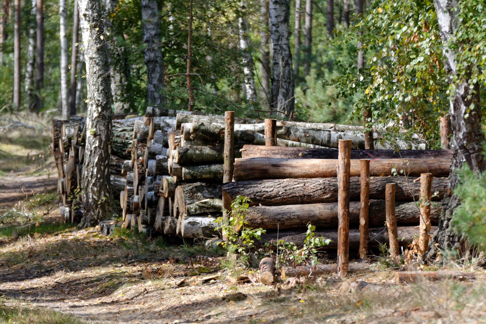 Nikon D5200 sample photo. Wood, bale, felling photography