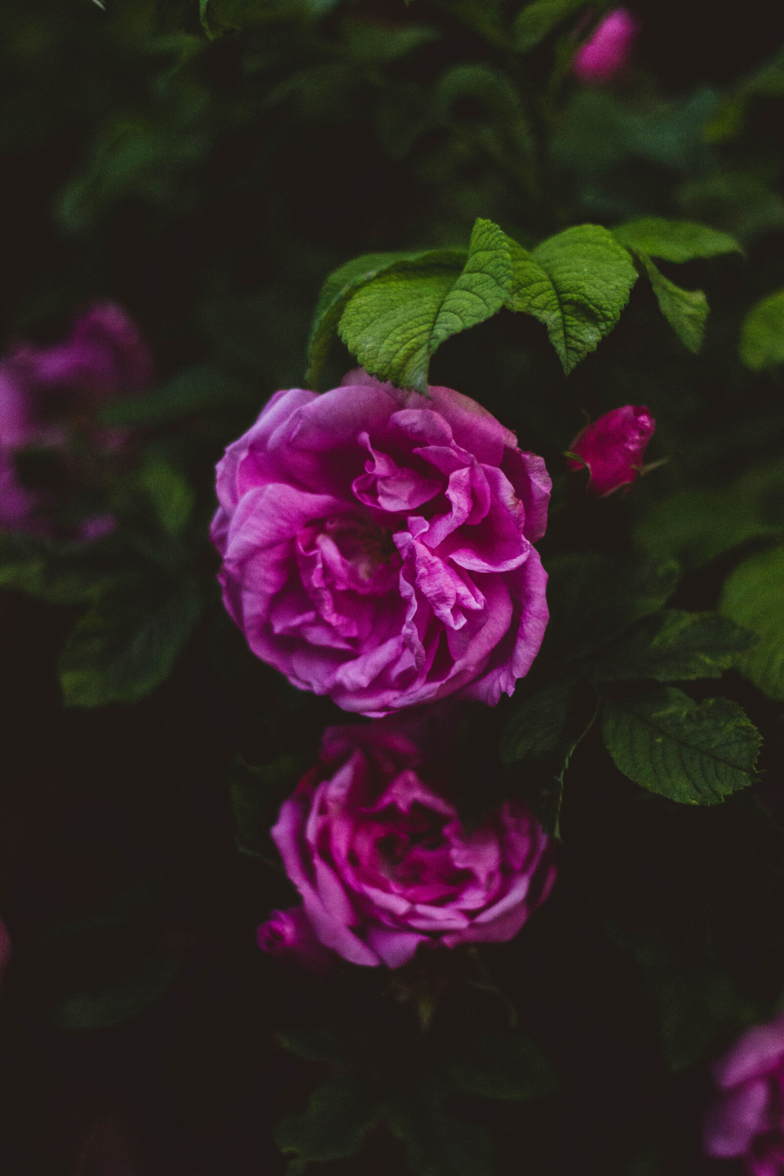 Canon EOS 600D (Rebel EOS T3i / EOS Kiss X5) + Canon EF 50mm F1.8 II sample photo. Bloom, blooming, blossom, blur photography