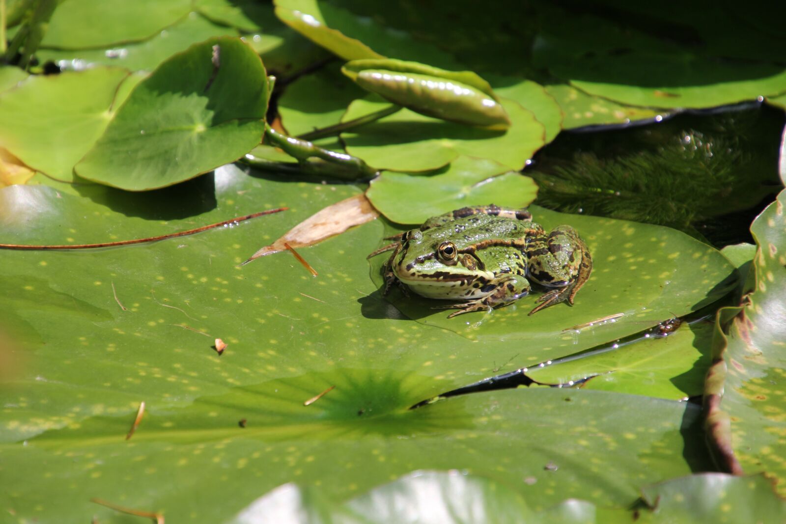 Canon EOS 60D sample photo. Nature, amphibians, pond inhabitants photography