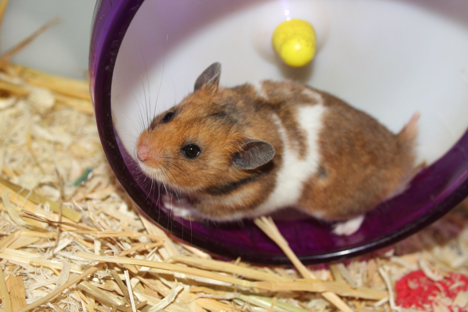 Canon EOS 1300D (EOS Rebel T6 / EOS Kiss X80) sample photo. Hamster wheel, hamster, pet photography