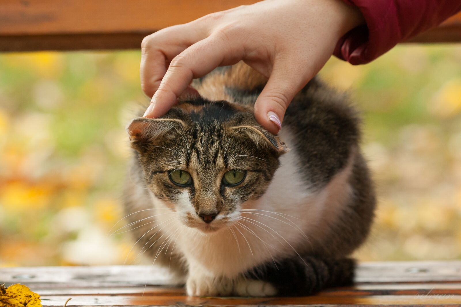 Canon EOS 1000D (EOS Digital Rebel XS / EOS Kiss F) sample photo. Cat, autumn, bank photography