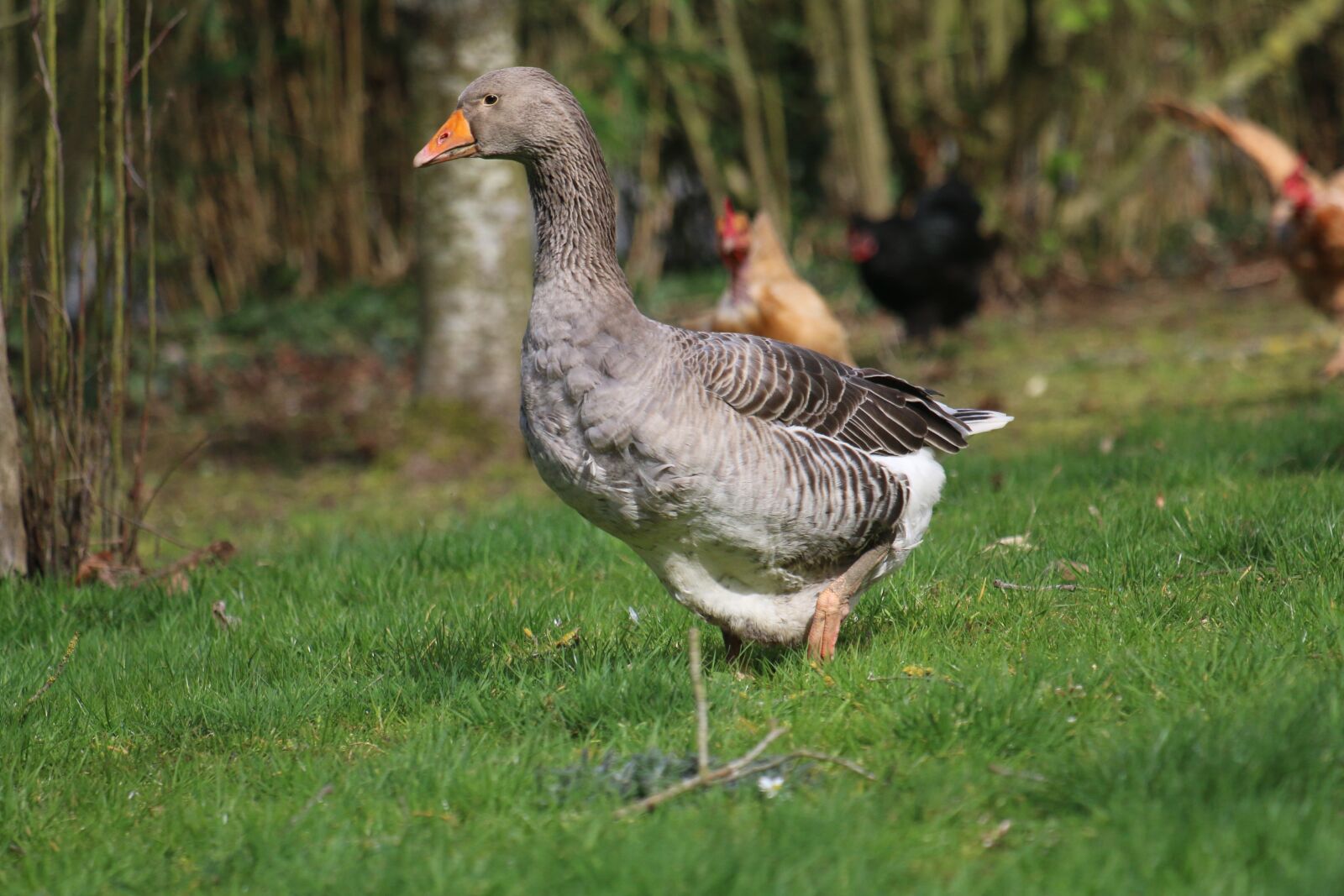Canon EOS 70D + Canon EF 70-300 F4-5.6 IS II USM sample photo. Goose, backyard, poultry photography