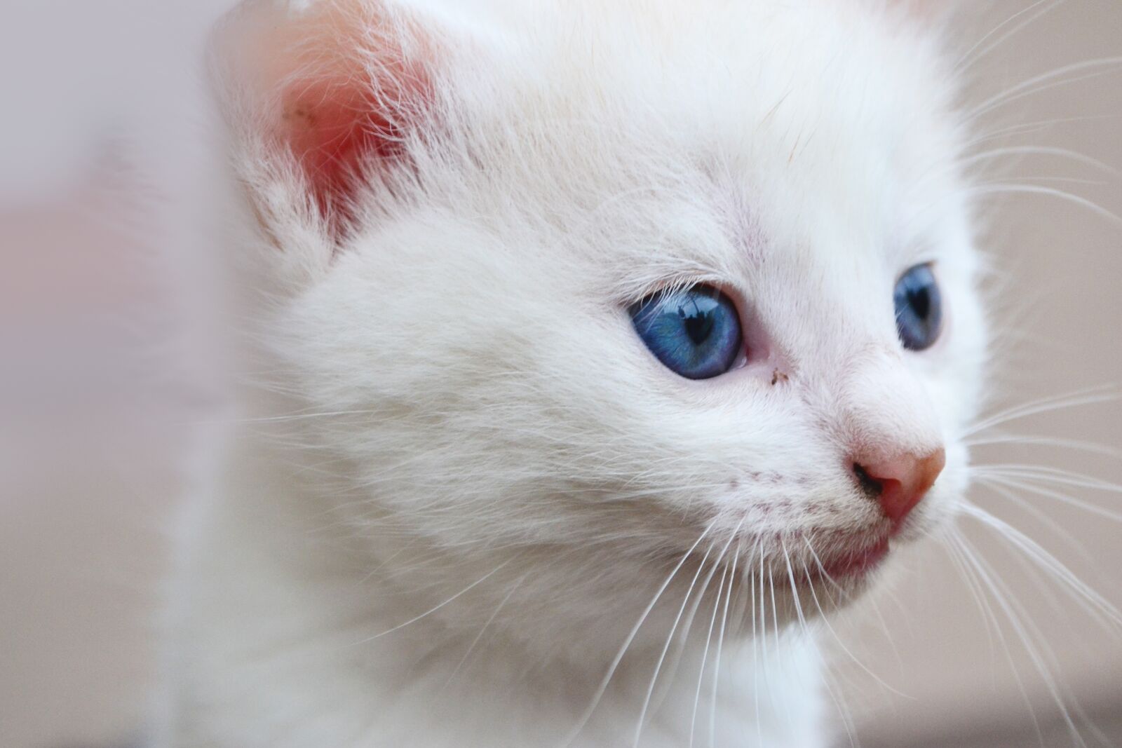 Nikon D3100 sample photo. Cat, blue eyes, animal photography