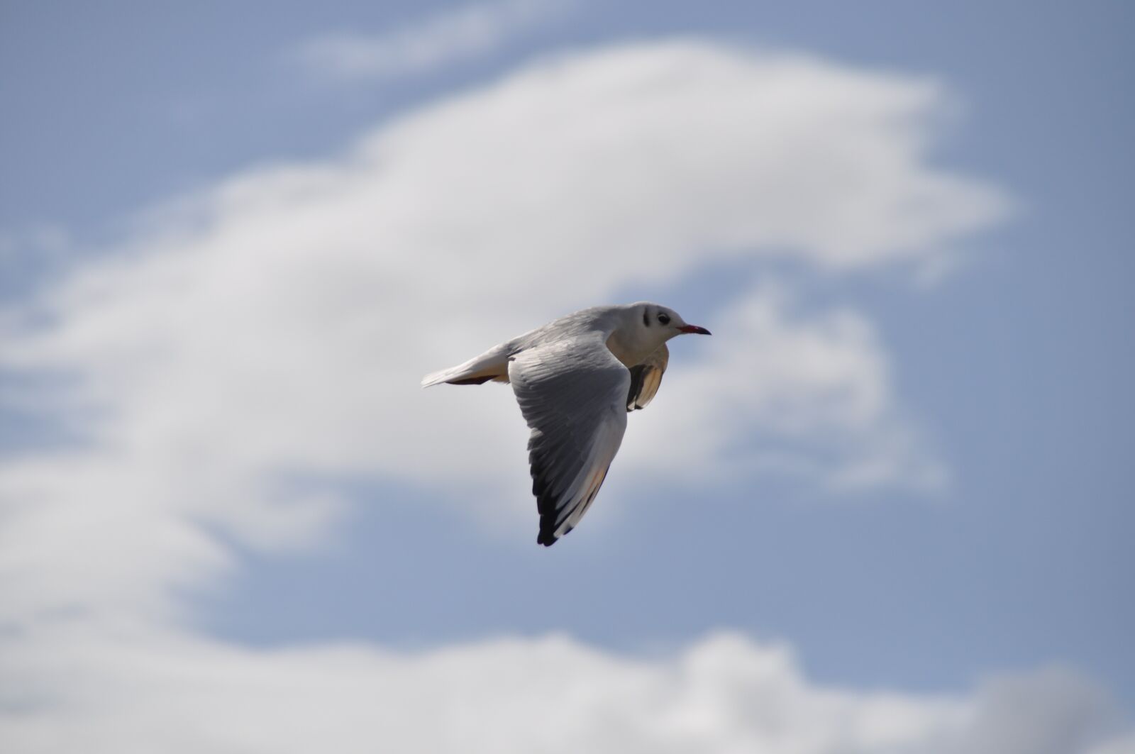 Nikon D5000 sample photo. Seagull, sky, clouds photography