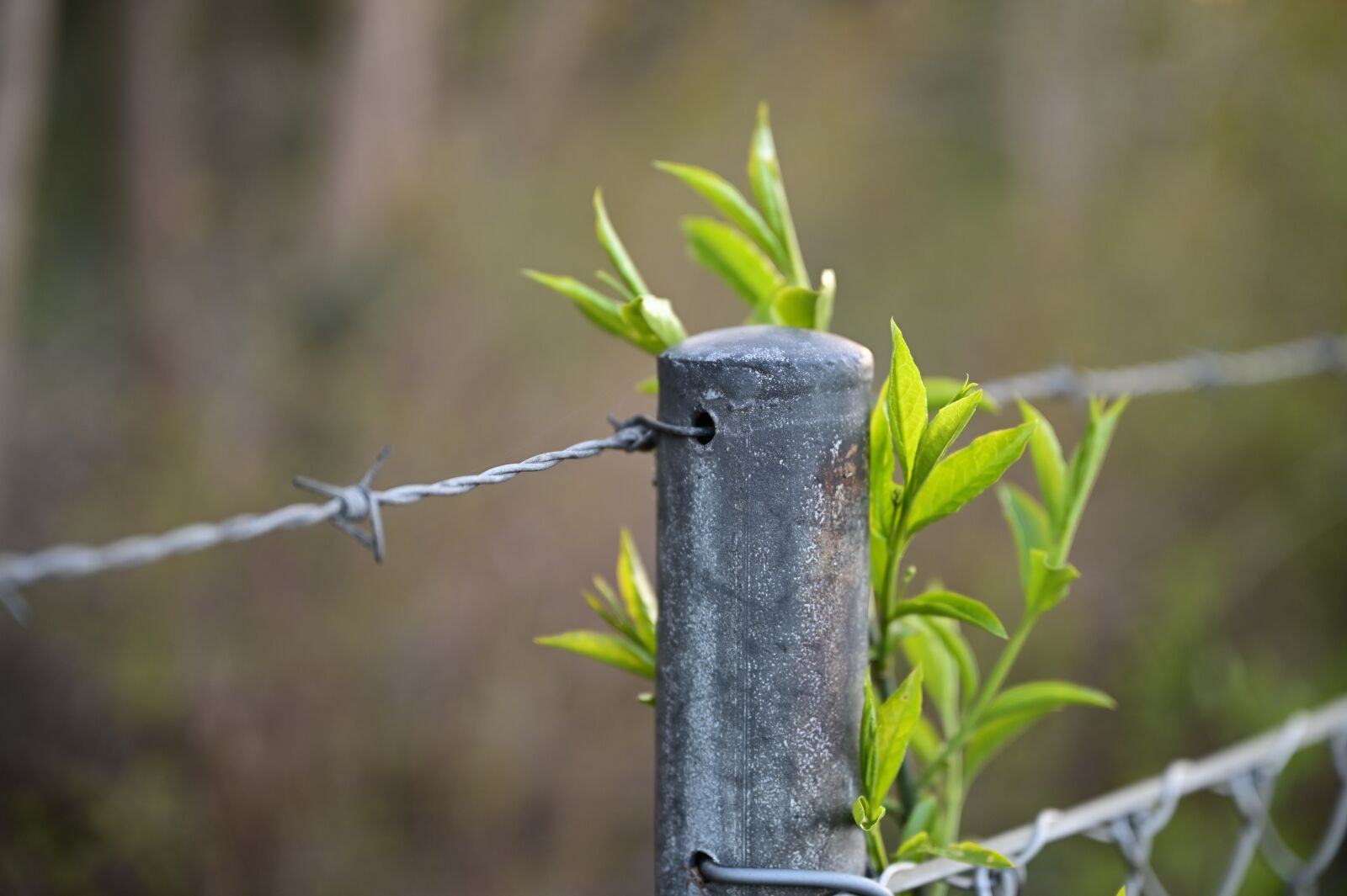 Nikon Nikkor Z 24-70mm F2.8 S sample photo. Fence, ban, protection photography