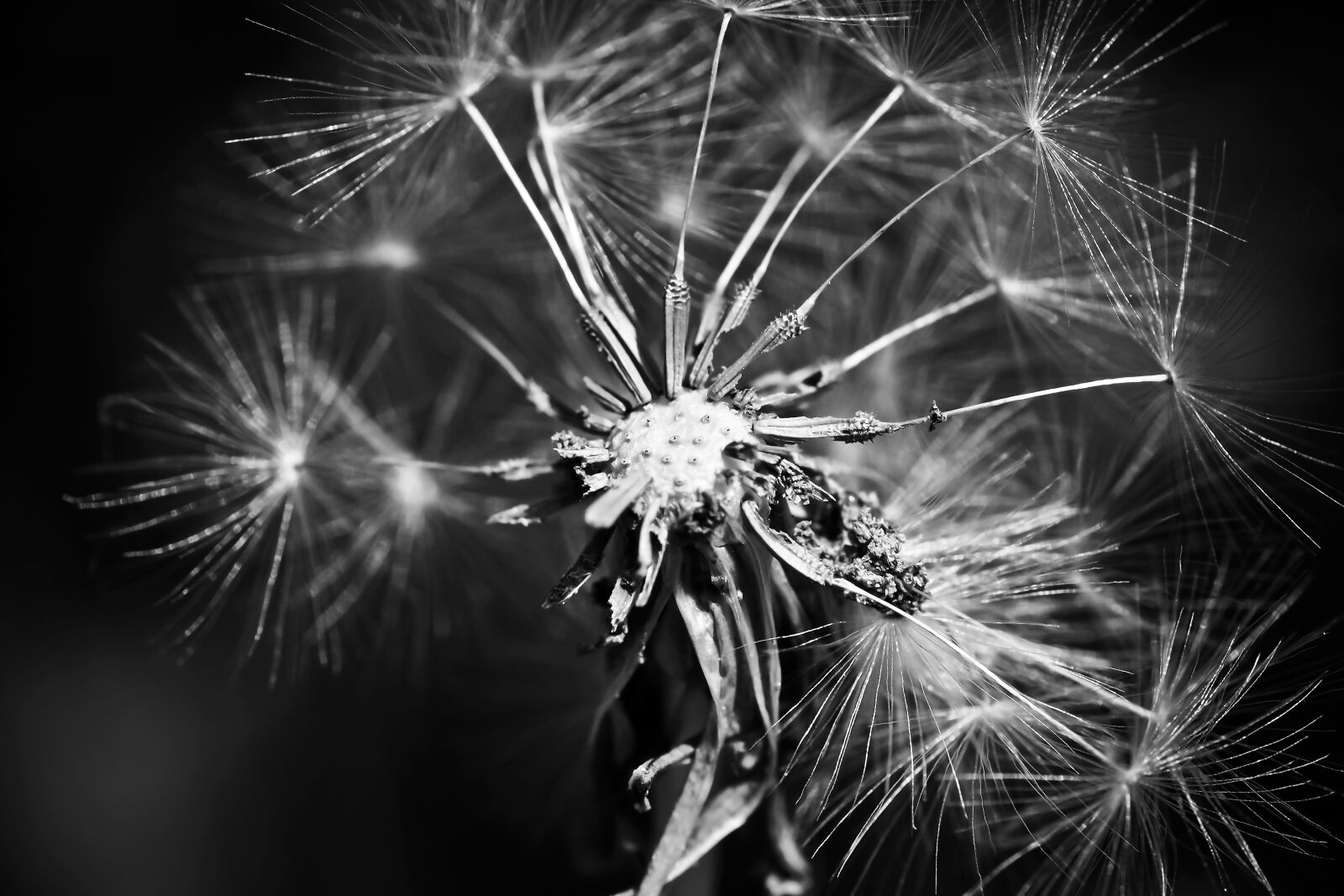 Olympus OM-D E-M10 sample photo. Dandelion, flower, spring photography