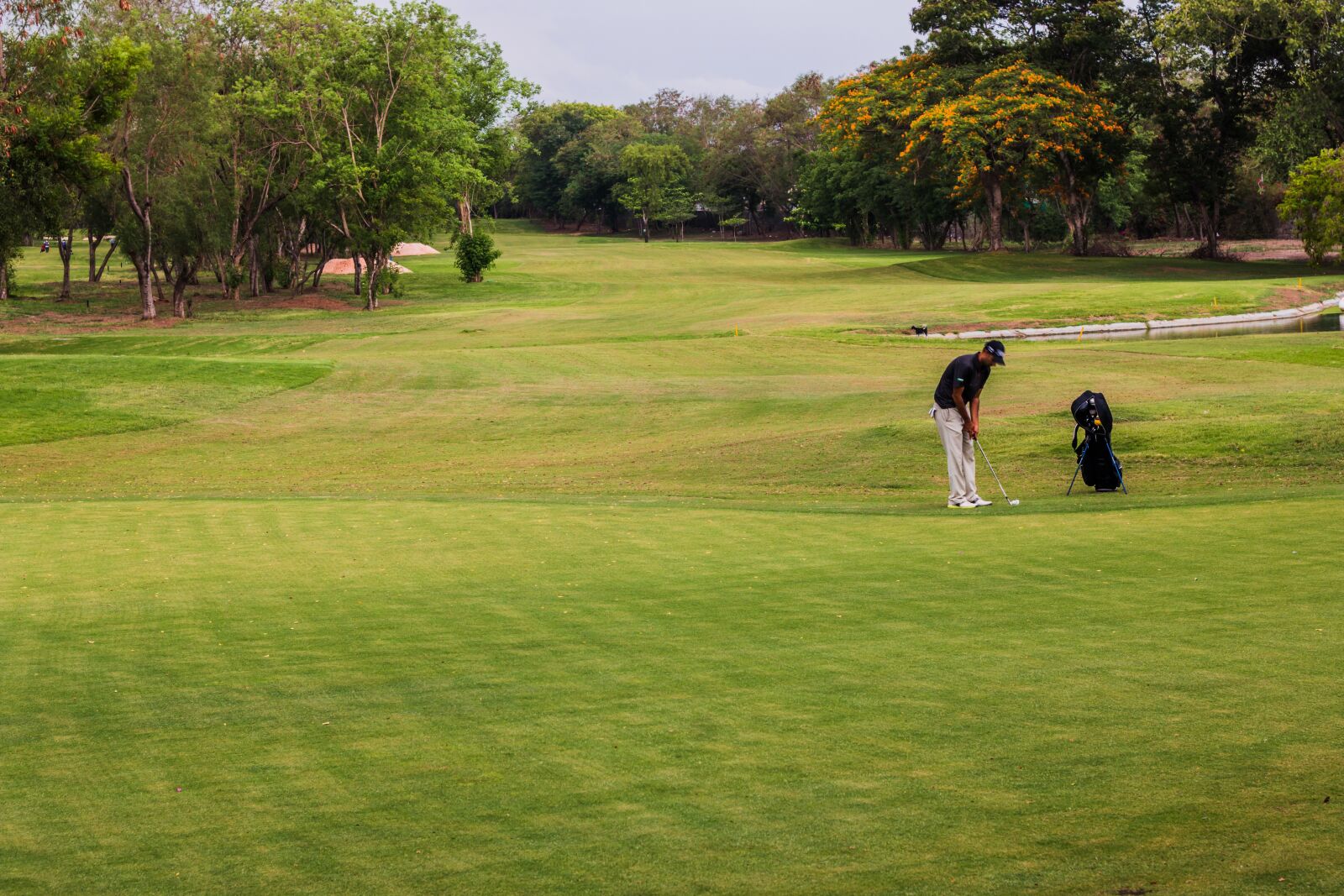 Canon EOS 70D + Canon EF 50mm F1.8 II sample photo. Golf, course, golfing photography