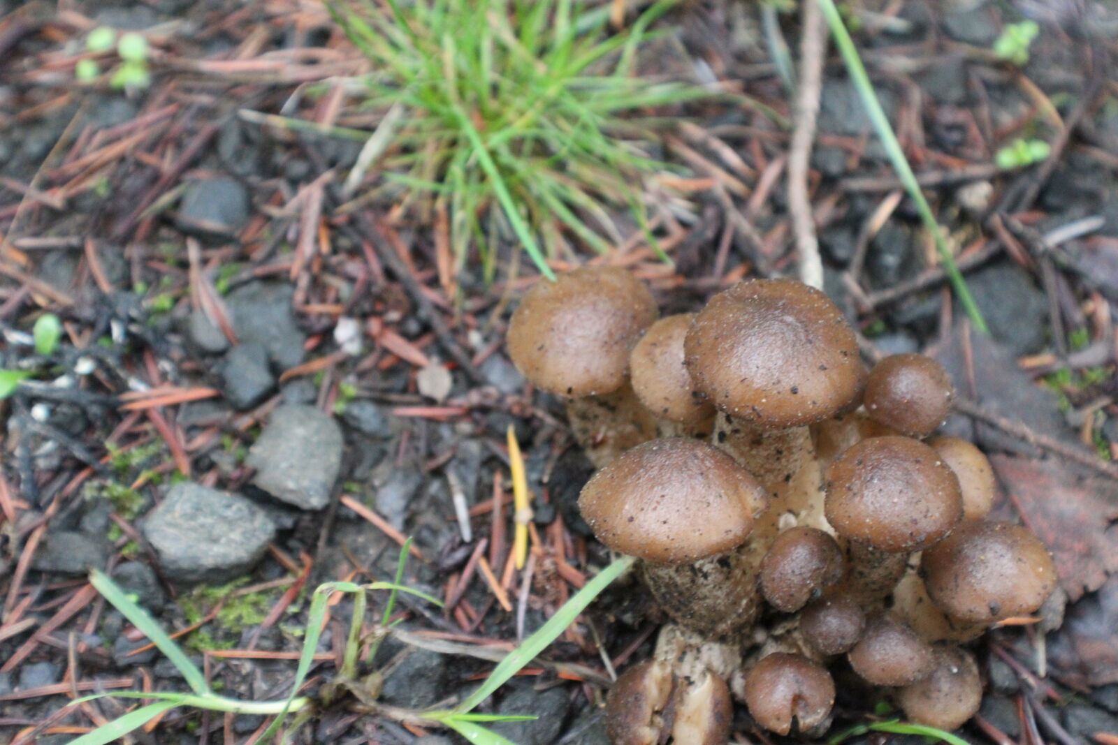 Canon EOS 1200D (EOS Rebel T5 / EOS Kiss X70 / EOS Hi) sample photo. Forest, mushrooms, wild photography