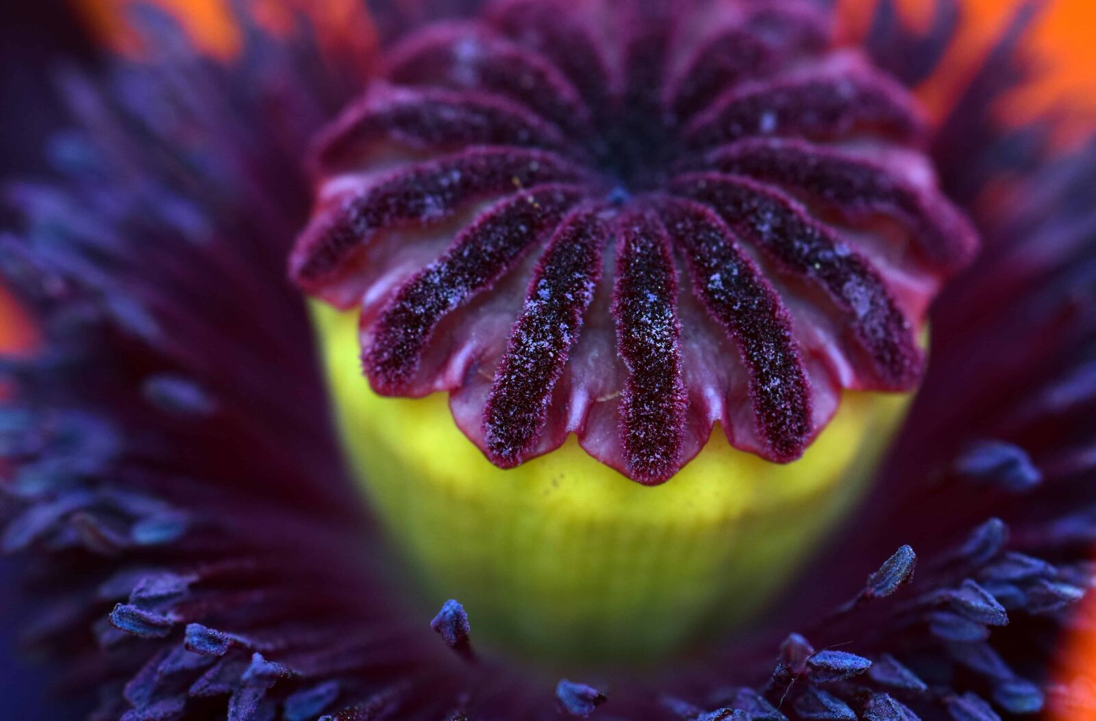 Nikon D3300 sample photo. Flower, nature, petal, plant photography