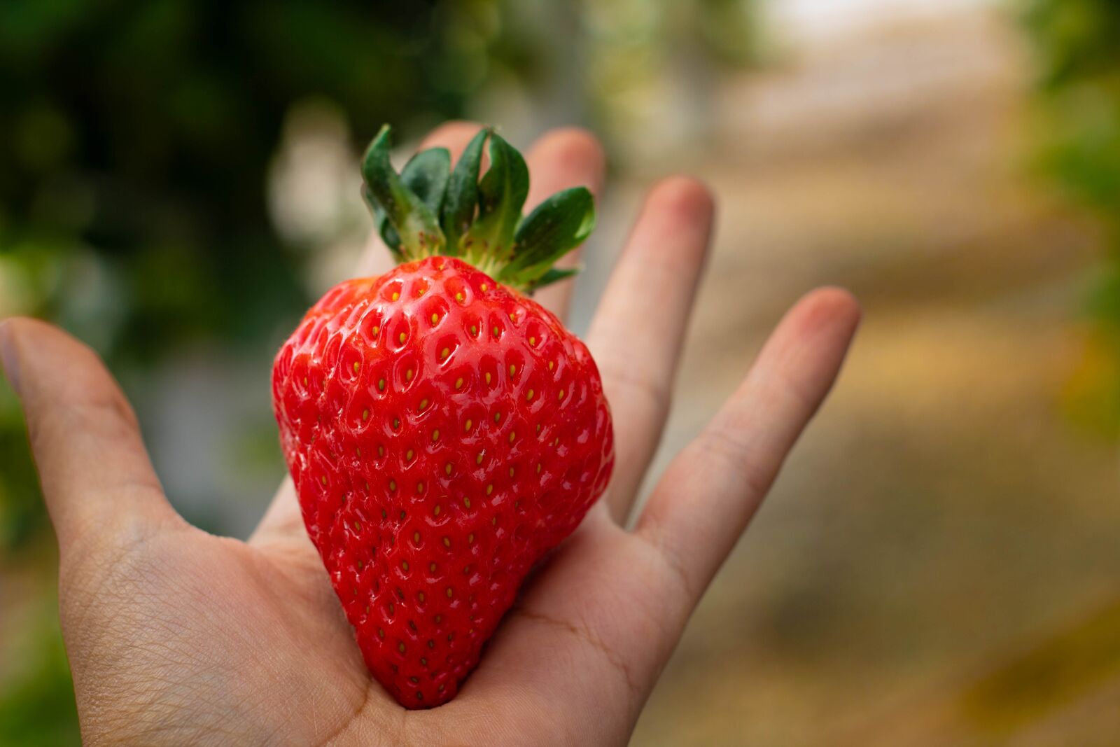 Canon EOS 1300D (EOS Rebel T6 / EOS Kiss X80) sample photo. Strawberry, fruit, healthy photography