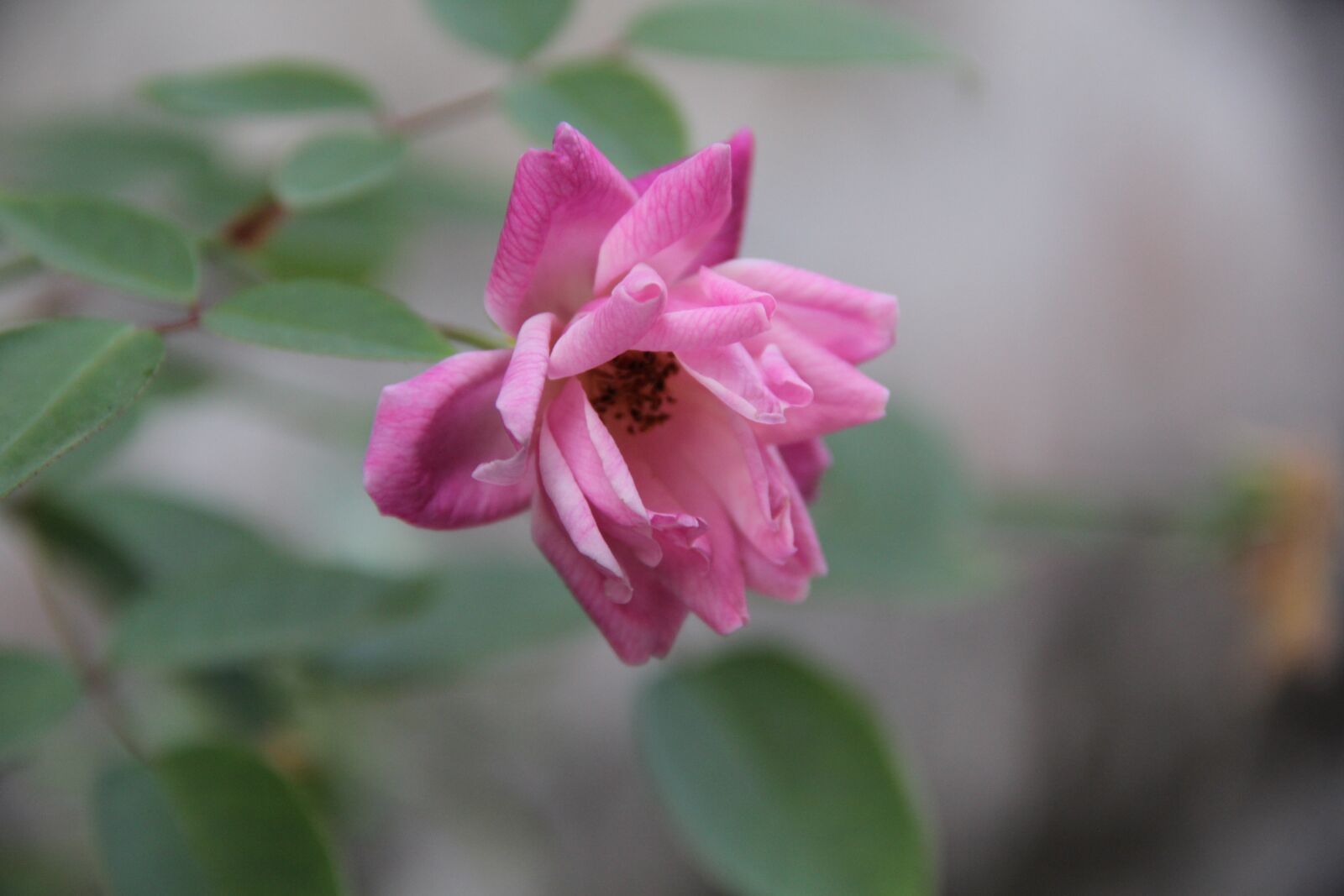Canon EF-S 18-135mm F3.5-5.6 IS sample photo. Flower, springtime bloomed anew photography