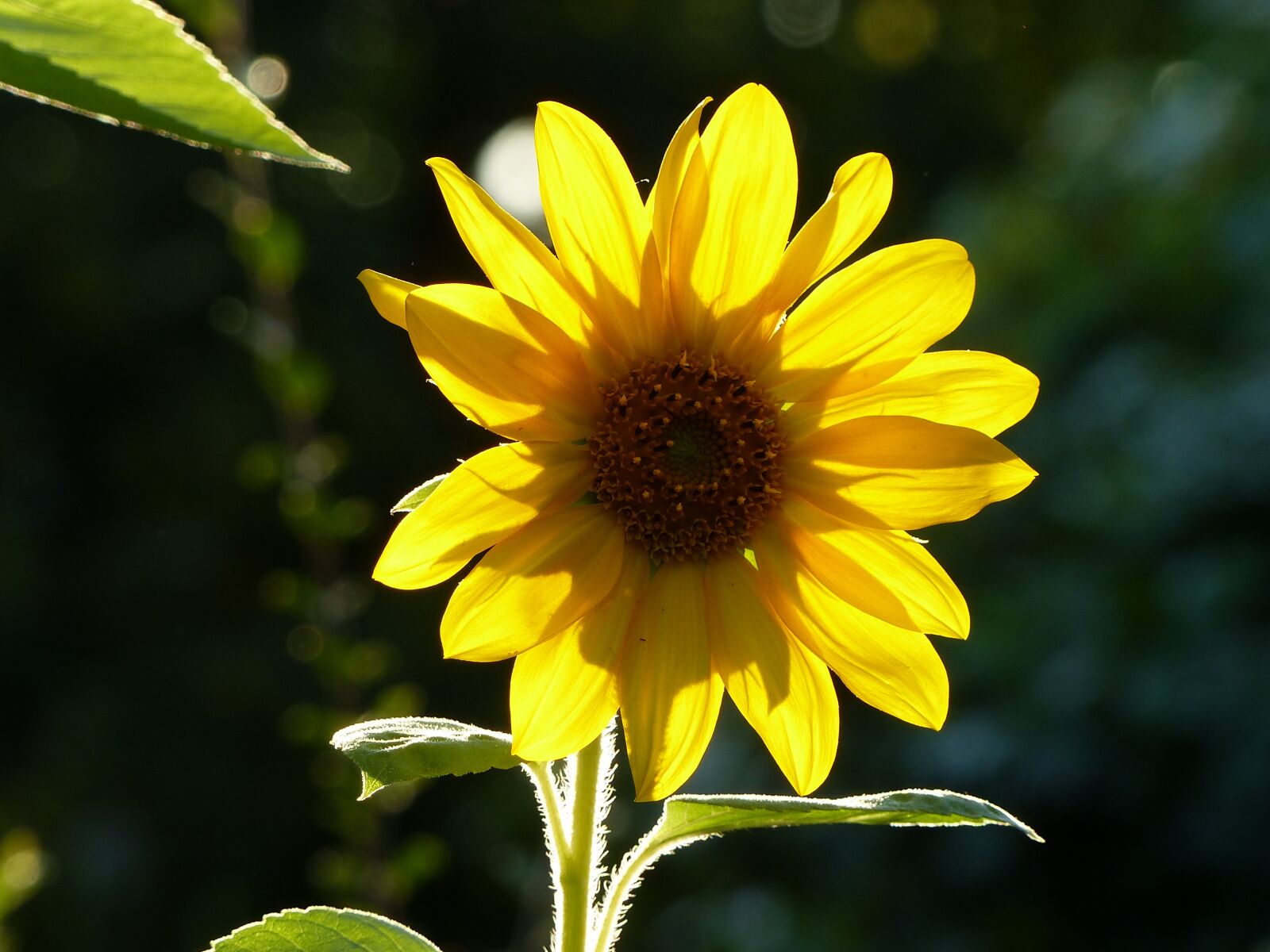 Panasonic Lumix DMC-FZ200 sample photo. Yellow, bright, flower photography