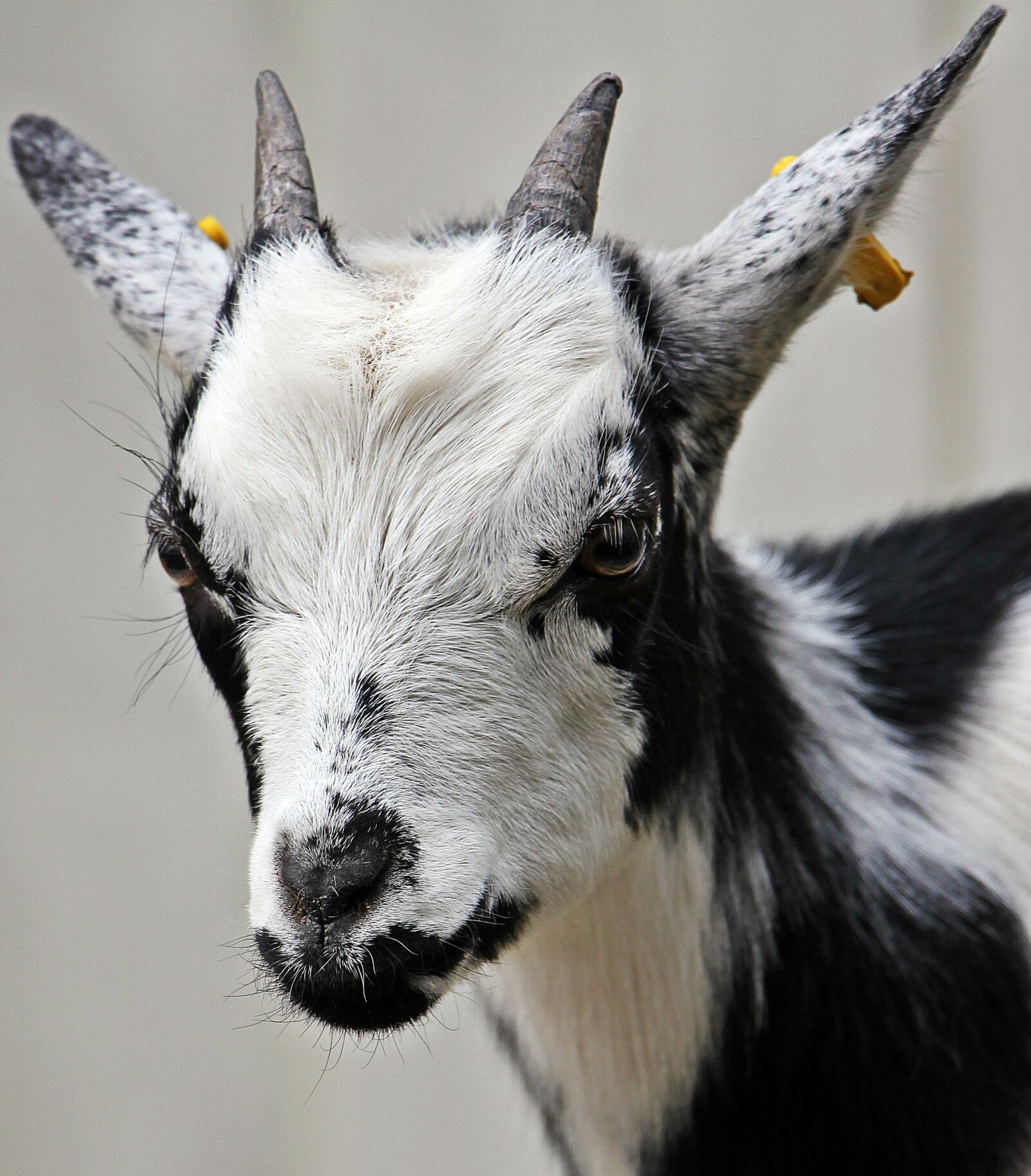 Canon EOS 550D (EOS Rebel T2i / EOS Kiss X4) sample photo. Goat, kid, domestic goat photography