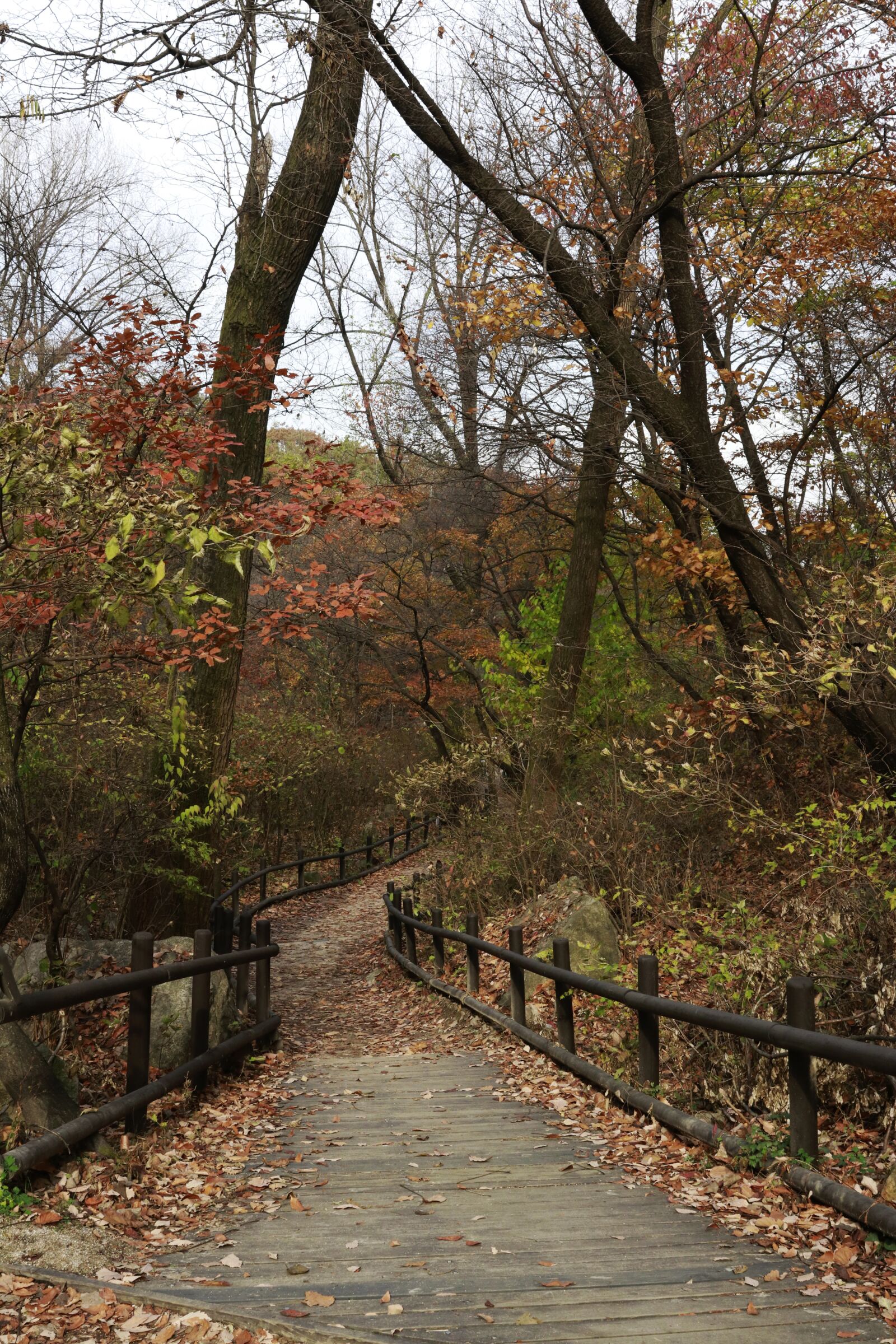 Canon EF 24-70mm F2.8L II USM sample photo. Autumn in seoul, autumn photography