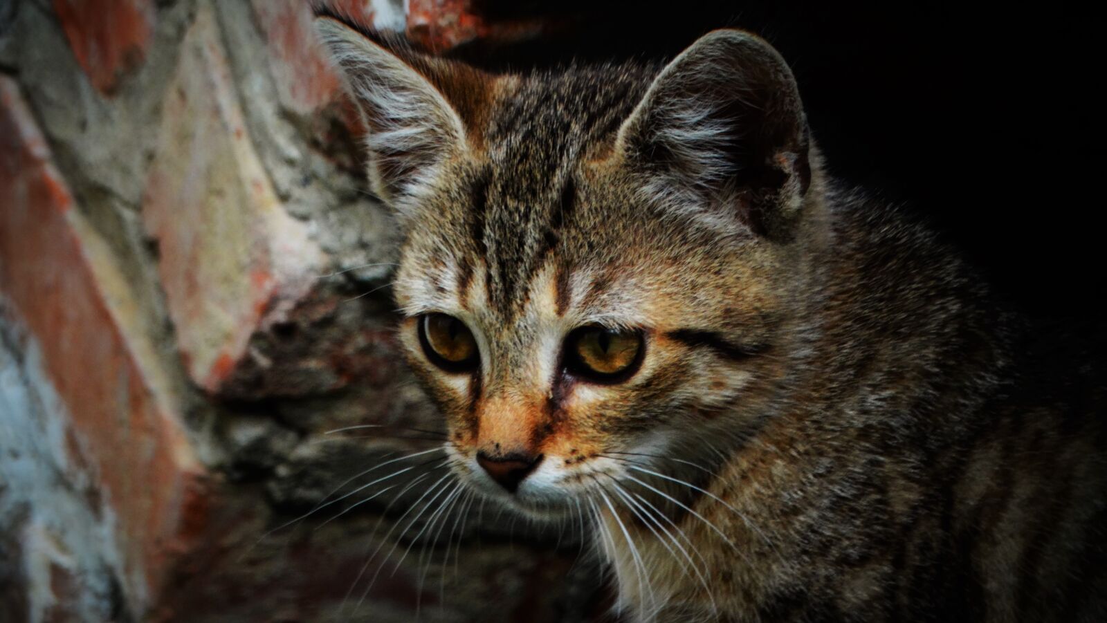 Sony Cyber-shot DSC-HX300 sample photo. Cat, feline, whiskers photography