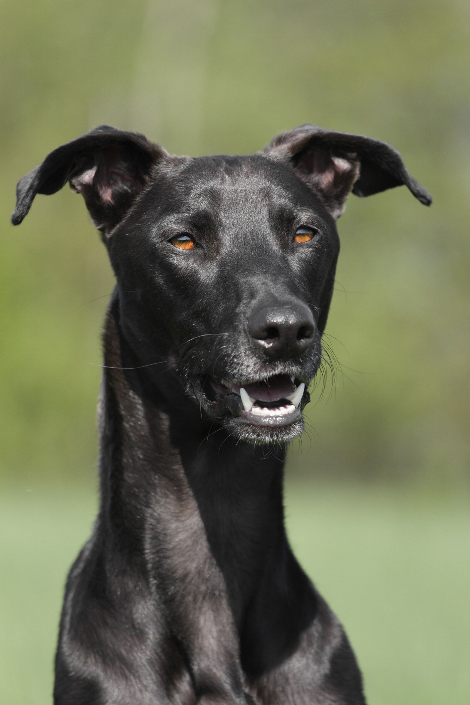 Canon EOS 7D sample photo. Dog, portrait, profile photography
