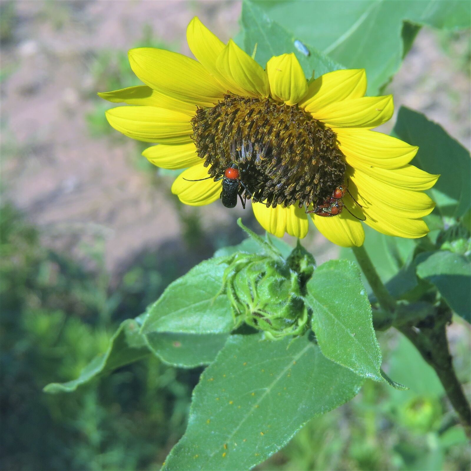 Canon PowerShot SX50 HS sample photo. Sunflower, red head insect photography