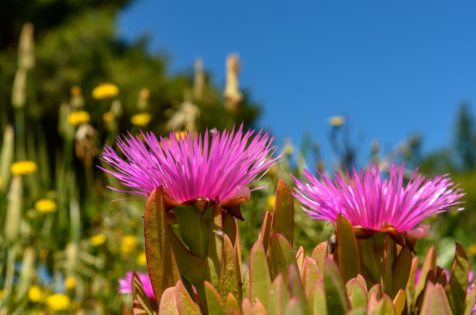 Nikon D750 sample photo. Flowers, nature, colorful photography