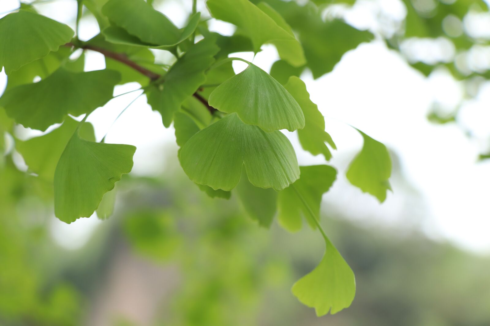 Canon EOS 77D (EOS 9000D / EOS 770D) sample photo. Leaf, nature, plant photography