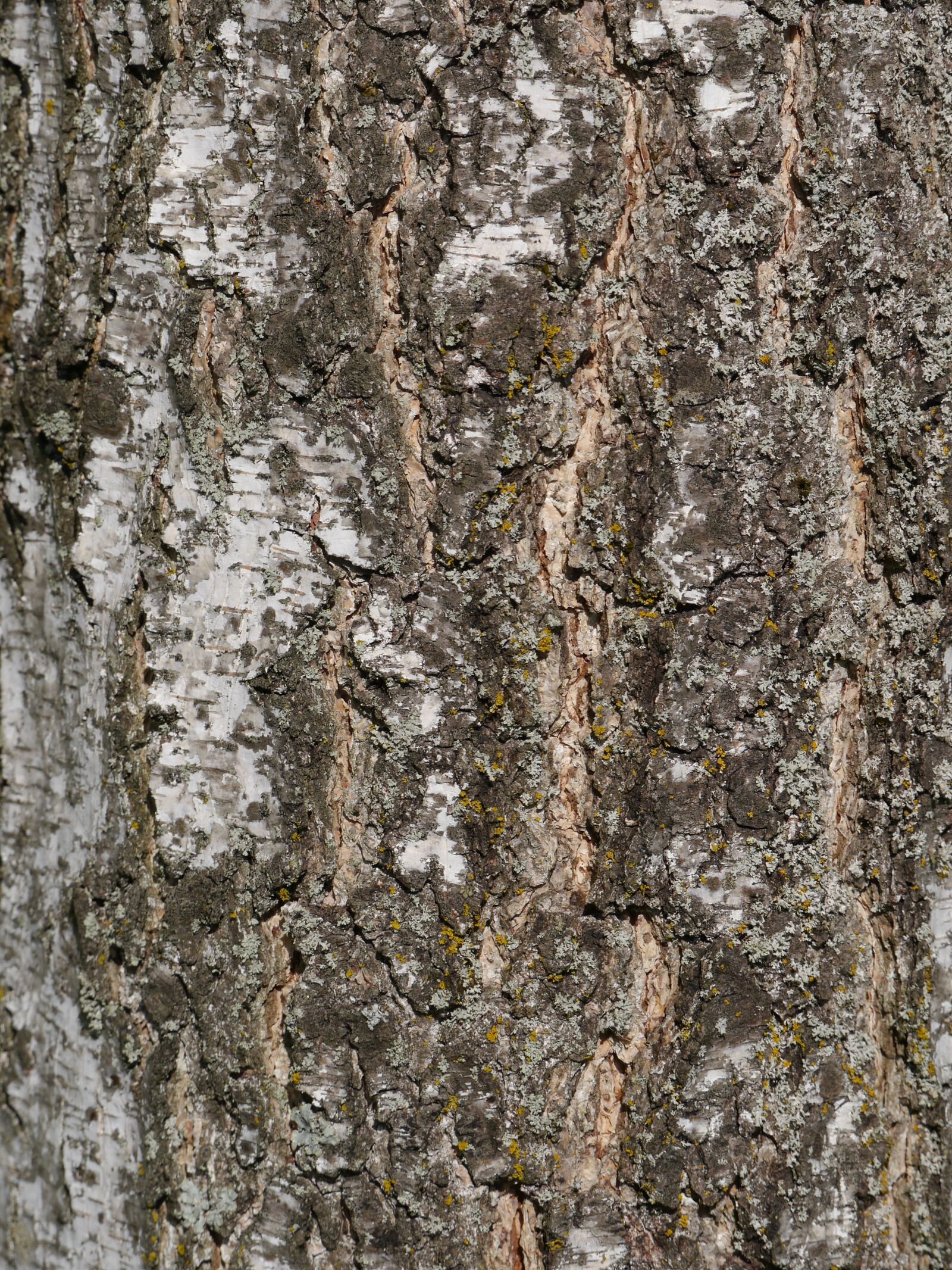 Panasonic Lumix DMC-G5 sample photo. Log, tree, bark photography