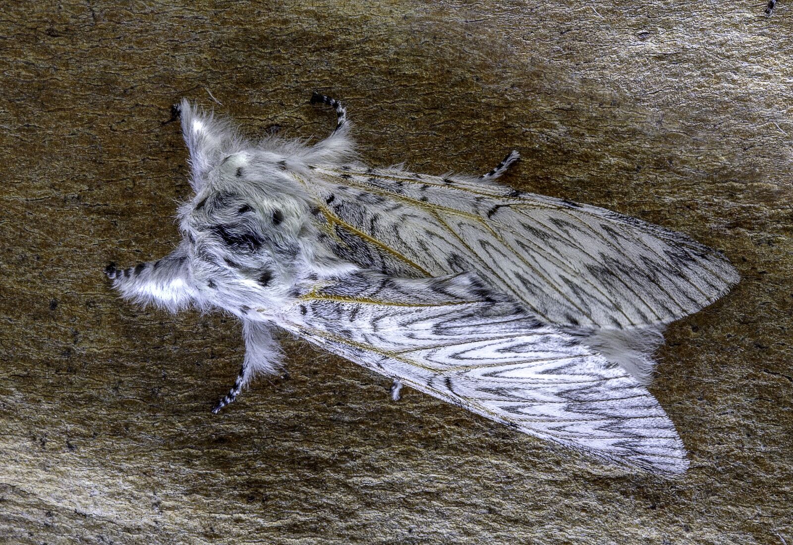 Canon EOS 350D (EOS Digital Rebel XT / EOS Kiss Digital N) sample photo. Puss-moth, insect, entomology photography